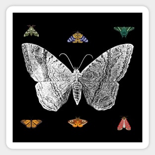 Lepidoptera Sticker